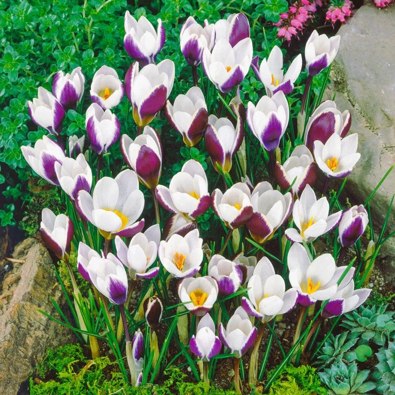 1739-ladykiller-snow-crocus-1.webp