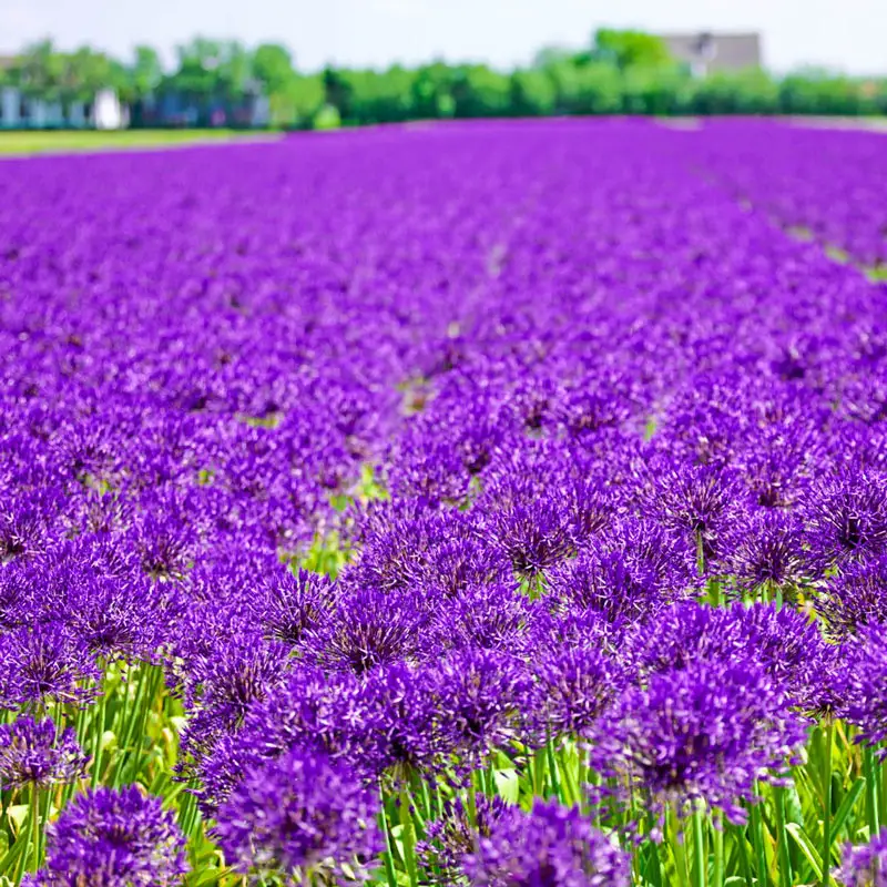 Purple Rain Allium