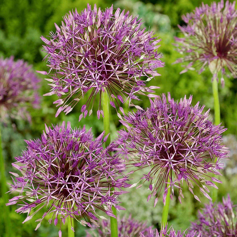 174-purple-rain-allium-1.webp
