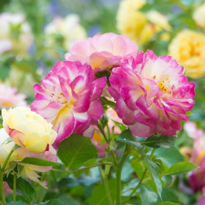1746-life-of-the-party-floribunda-rose-1.webp