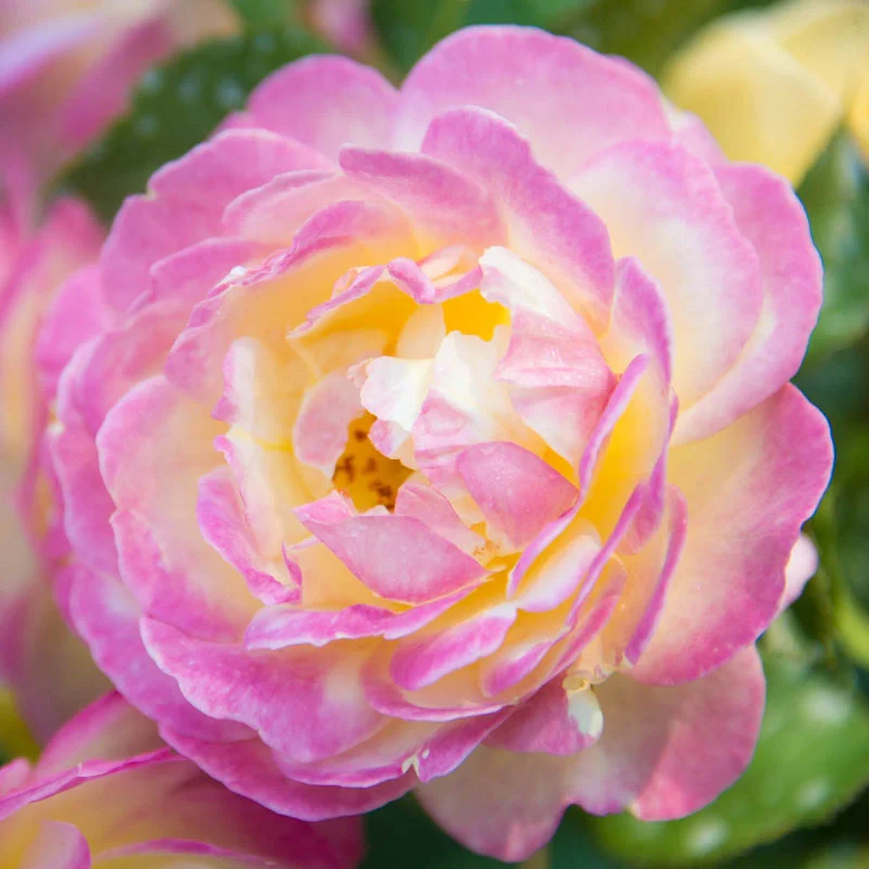 1746-life-of-the-party-floribunda-rose-1.webp