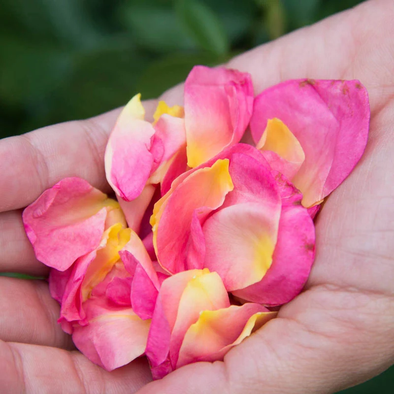 1746-life-of-the-party-floribunda-rose-1.webp