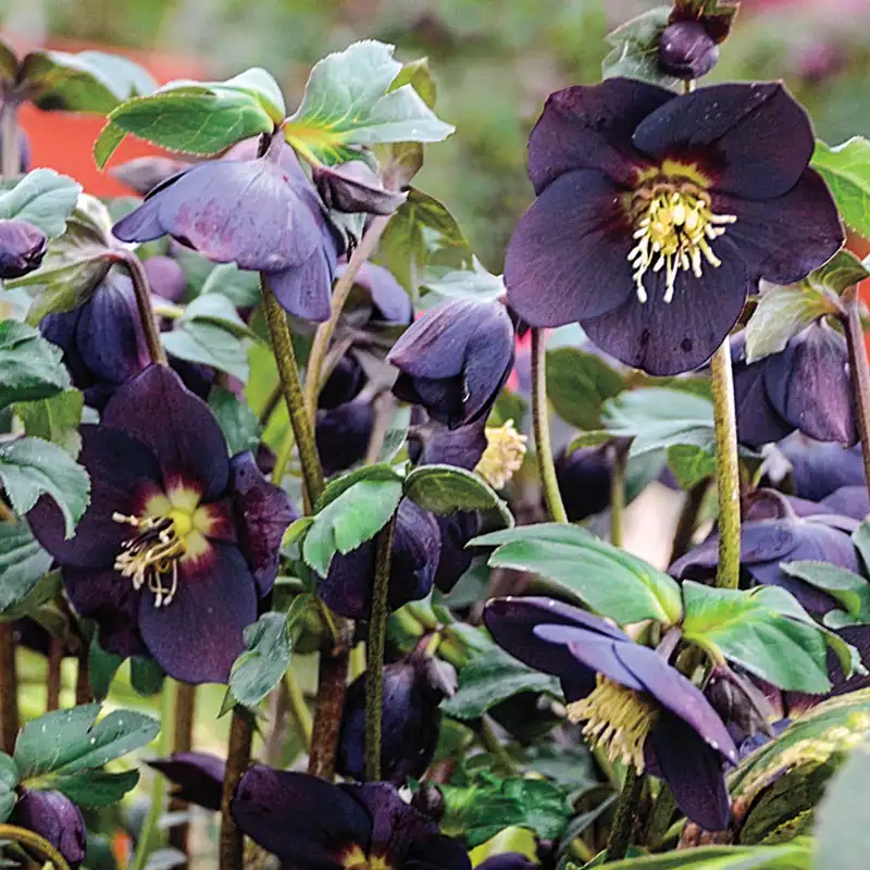 New York Night Single Hellebore