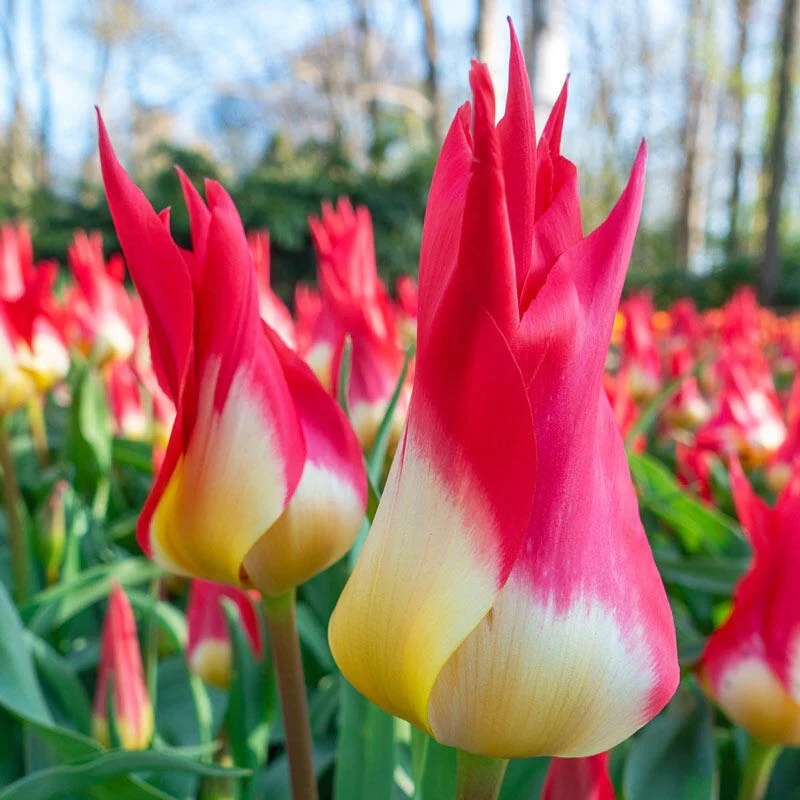 1758-flames-mystery-tulip-1.webp