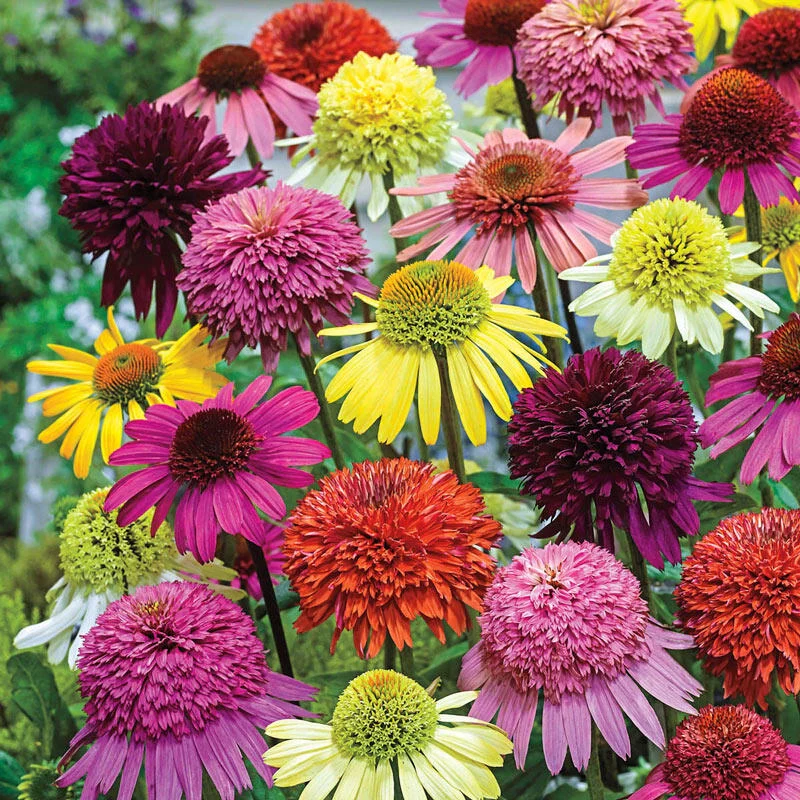 1764-hybridizer-s-coneflower-mixture–1.webp