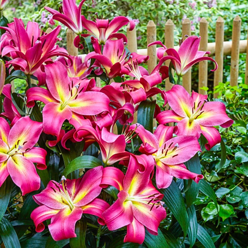 Empoli Lily TreeÂ®