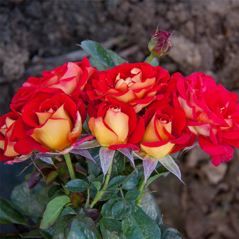 Ketchup & Mustard Rose