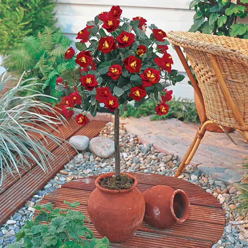 177-ketchup-mustard-rose-1.webp