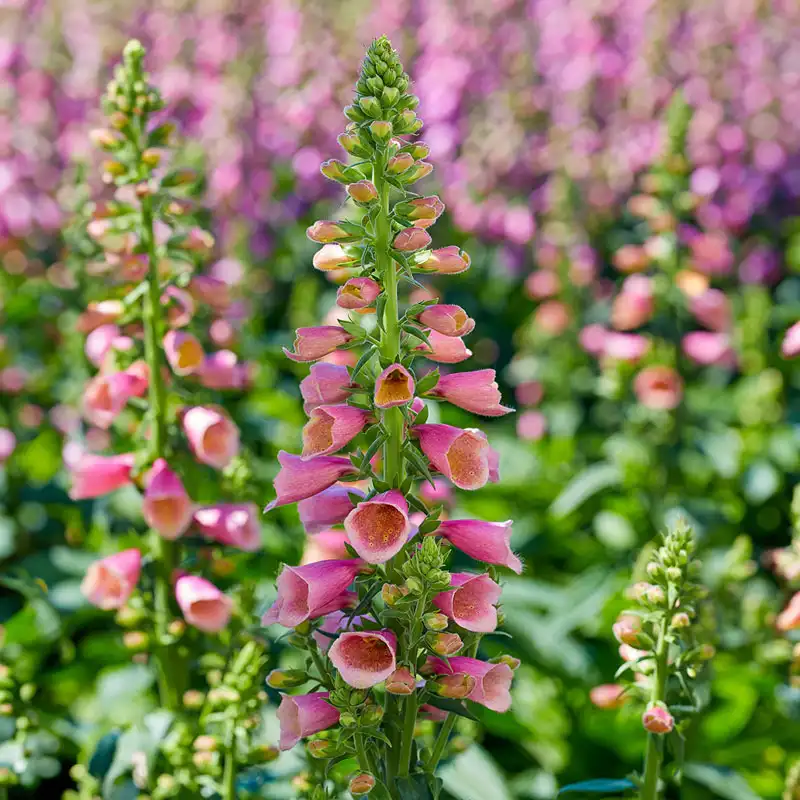 1770-foxglove-collection-1.webp