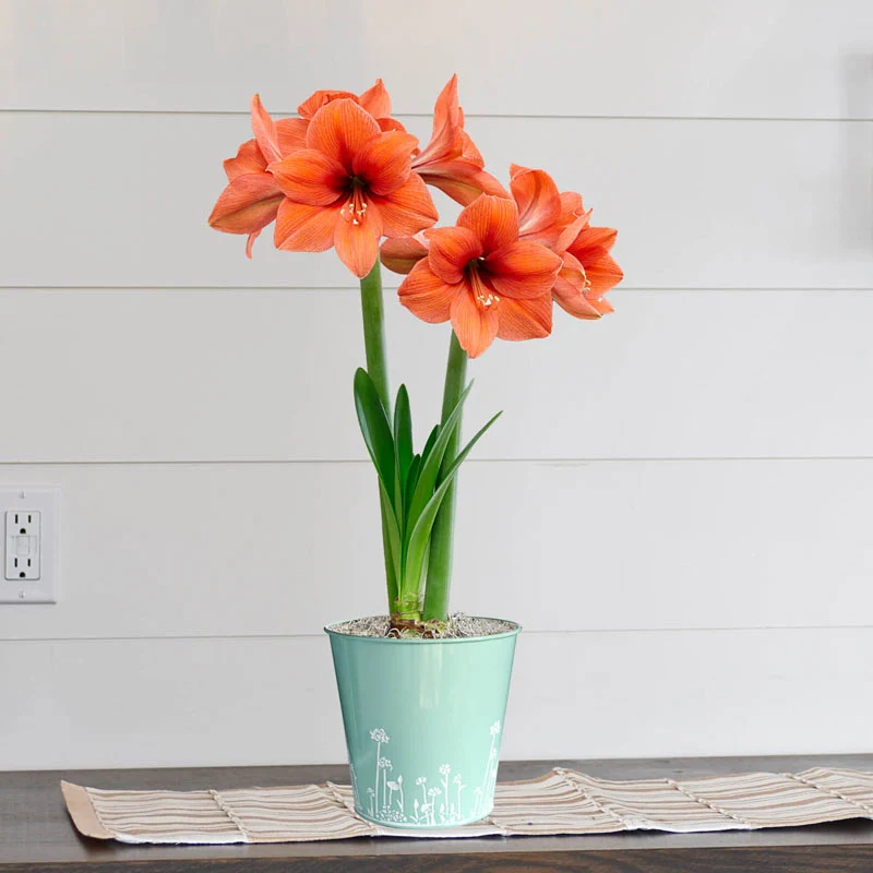 Desire Single Amaryllis