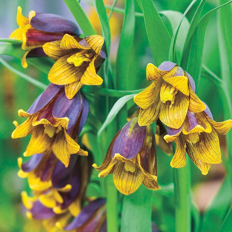 Fritillaria uva-vulpis