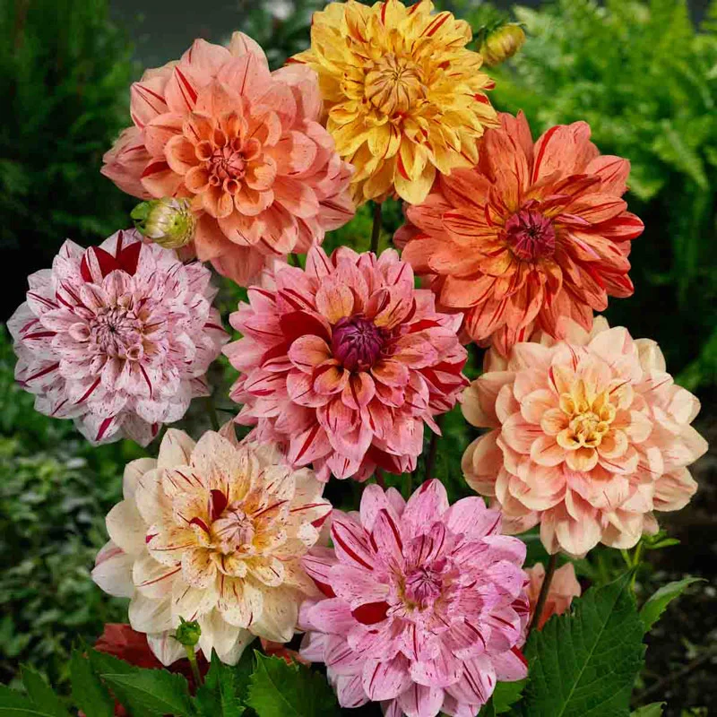 Rembrandt Dahlia Mixtureâ¢
