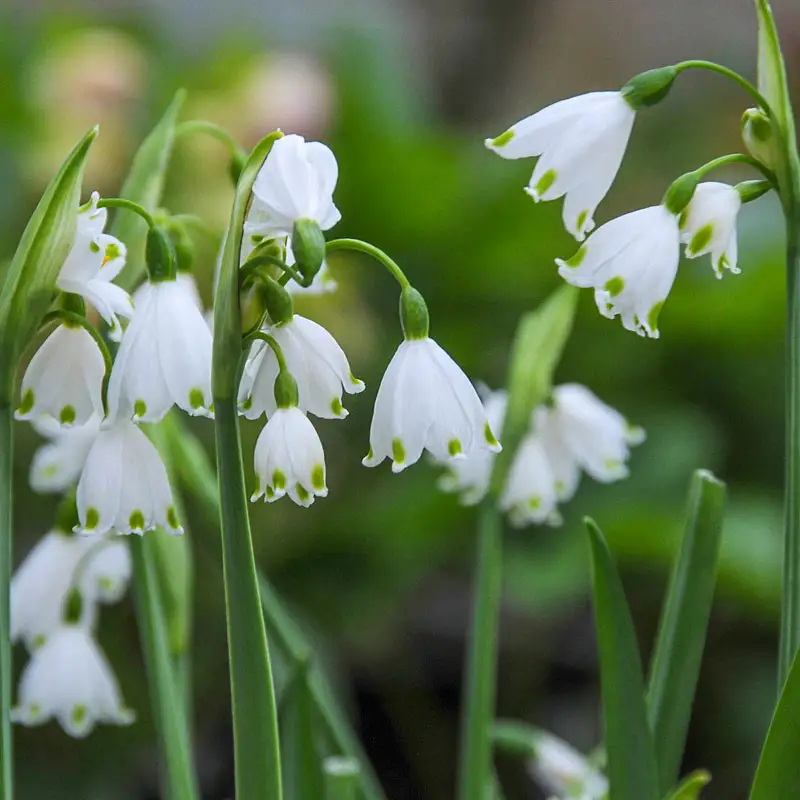 Gravetye Giant Summer Snowflake
