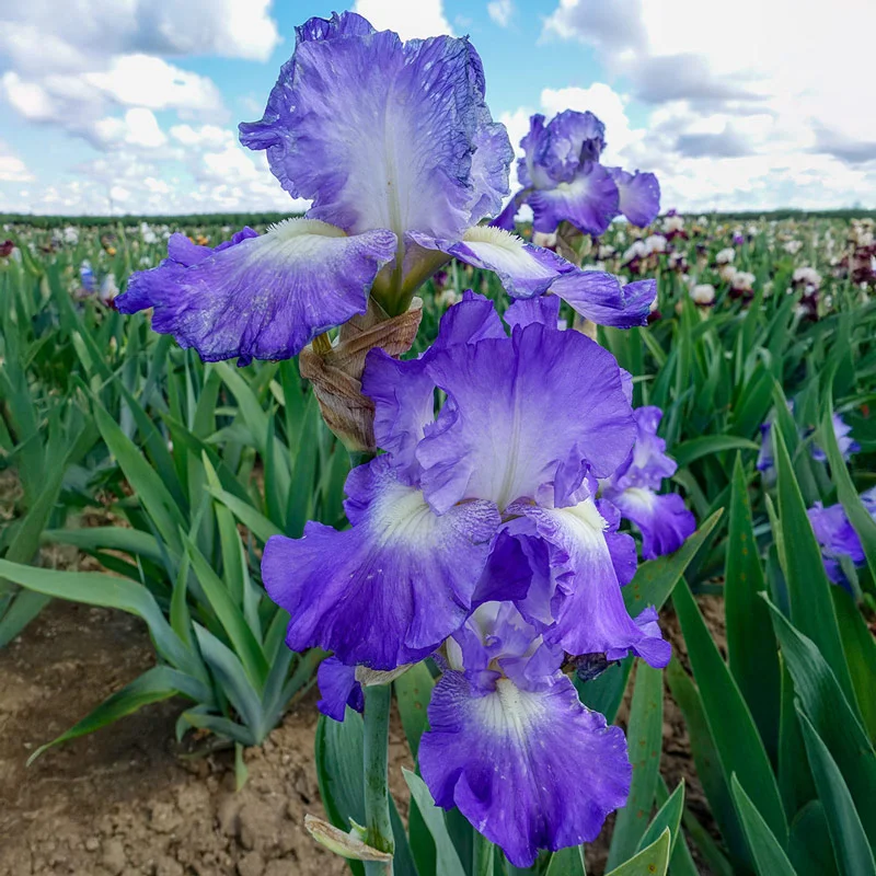 1796-city-lights-reblooming-bearded-iris-1.webp