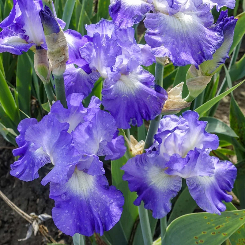 1796-city-lights-reblooming-bearded-iris-1.webp