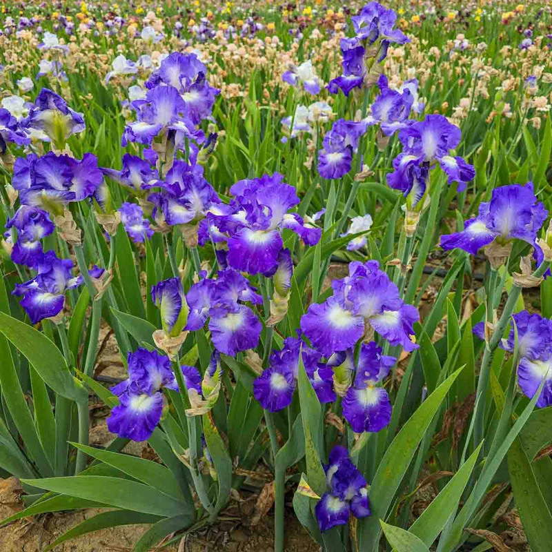 1796-city-lights-reblooming-bearded-iris-1.webp