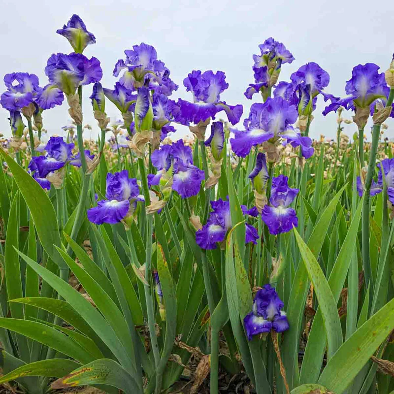 1796-city-lights-reblooming-bearded-iris-1.webp