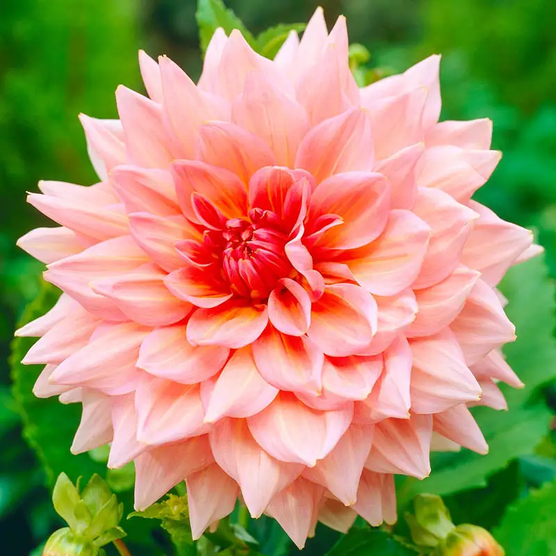 Otto's Thrill Dahlia