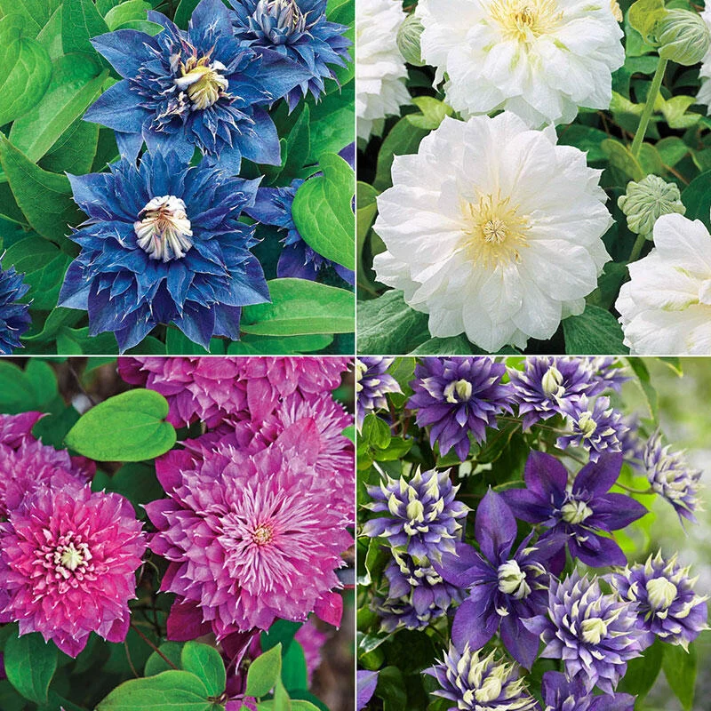 Double Clematis Collection