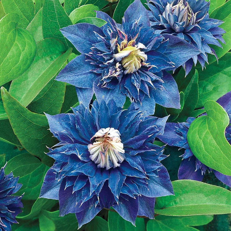 Double Clematis Collection