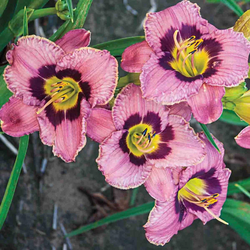 1815-always-afternoon-reblooming-daylily-1.webp