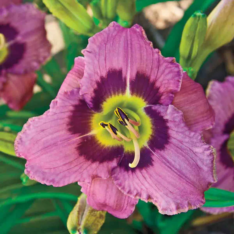 1815-always-afternoon-reblooming-daylily-1.webp