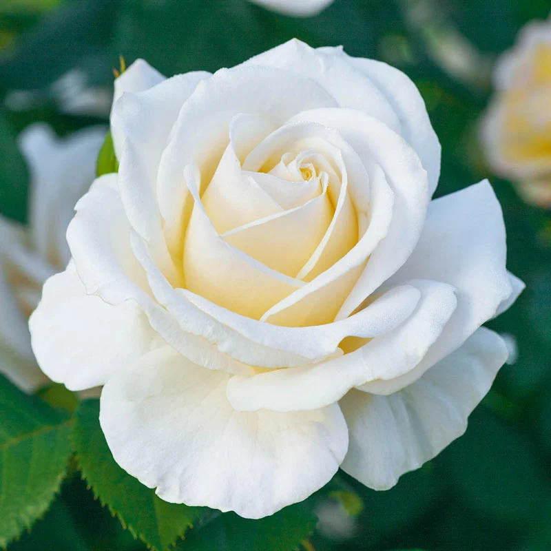Easy Spirit⢠Floribunda Rose 1 1816-easy-spirit-floribunda-rose-1.webp
