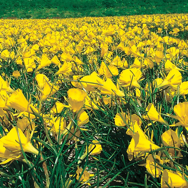 Golden Bells Carpet Daffodilâ¢