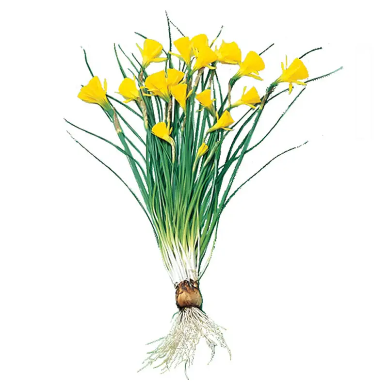 Golden Bells Carpet Daffodilâ¢