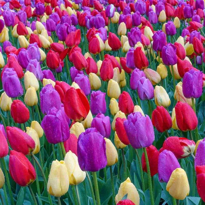 Dutch Darlings Tulip Mixture