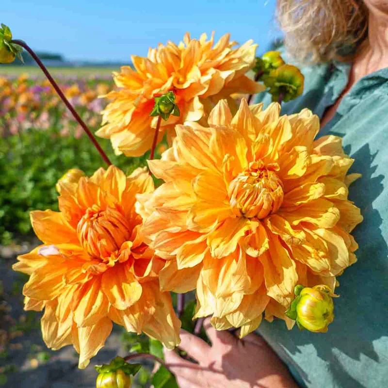 Hercules Dahlia