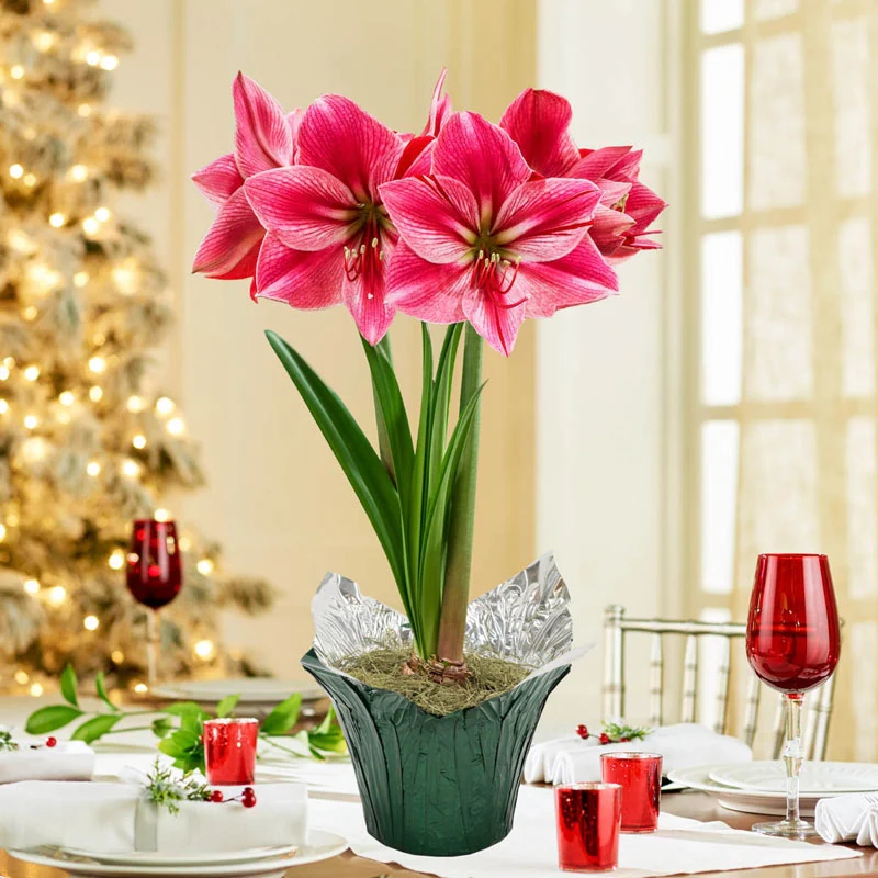 Gervase Amaryllis in Foil Wrapped Pot