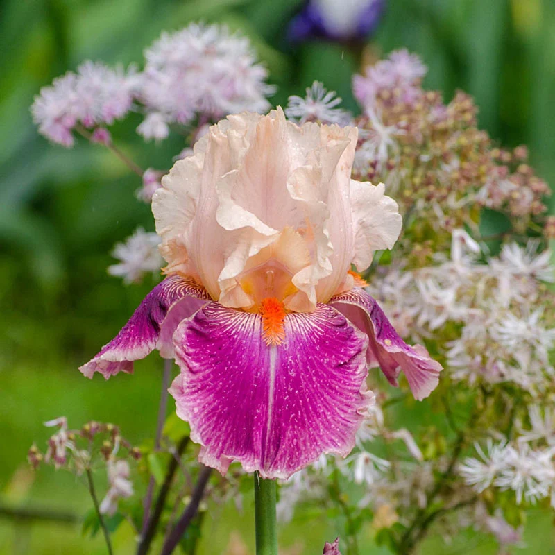 1840-cherry-blossom-song-bearded-iris-1.webp