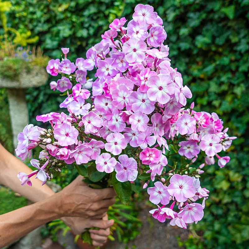 1844-cottage-garden-phlox-tree-collection-1.webp