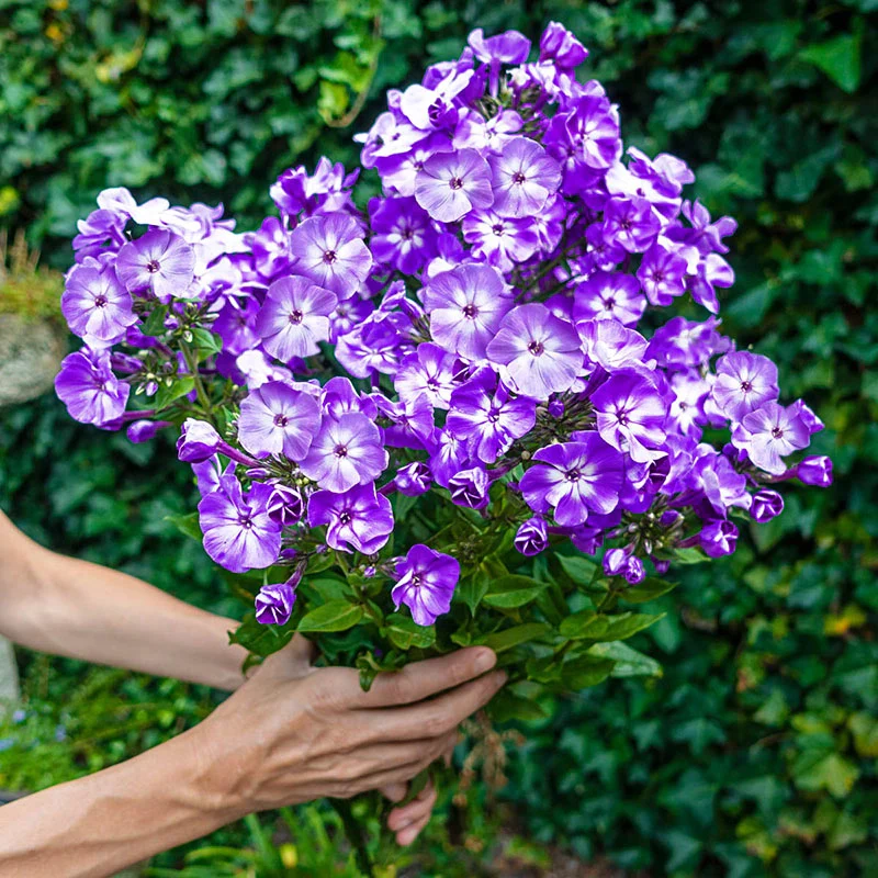 1844-cottage-garden-phlox-tree-collection-1.webp
