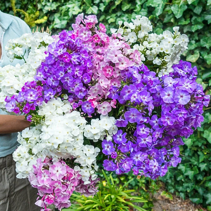1844-cottage-garden-phlox-tree-collection-1.webp