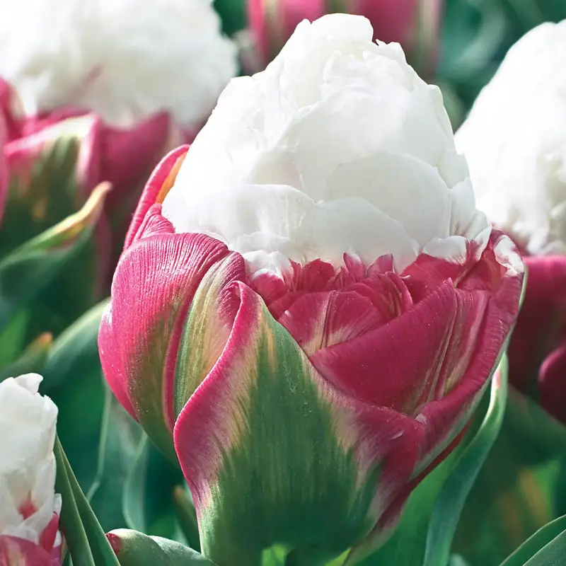 1845-ice-cream-tulip-1.webp