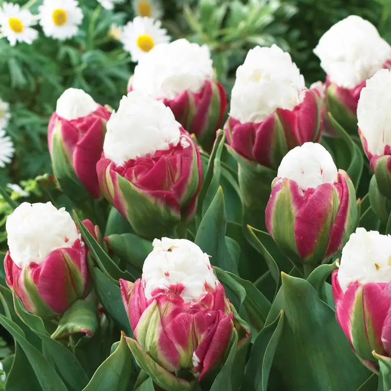 1845-ice-cream-tulip-1.webp
