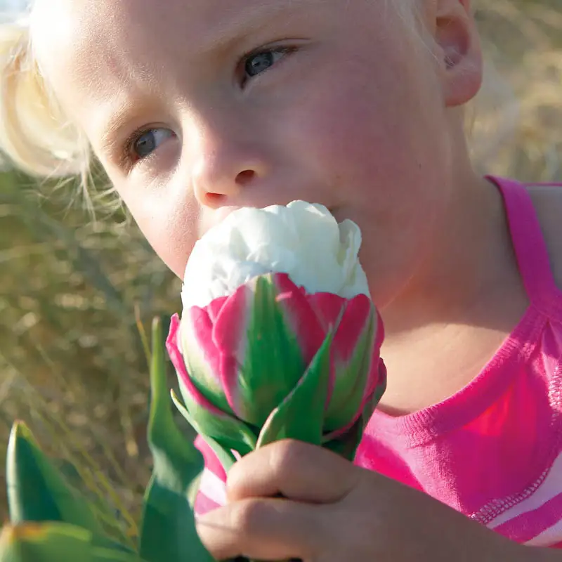 1845-ice-cream-tulip-1.webp