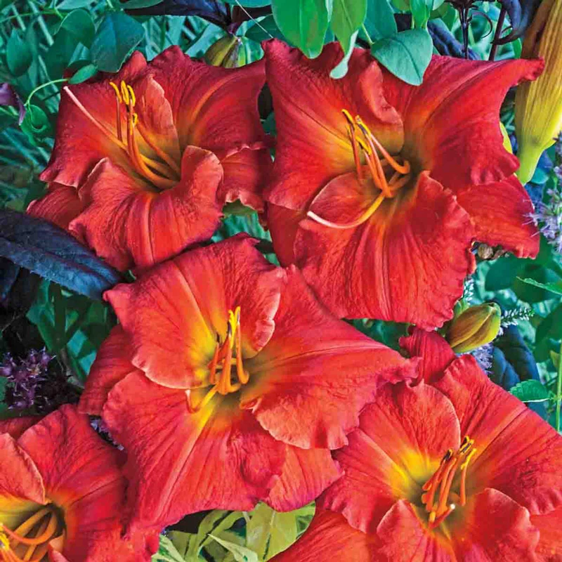 Desert Flame Reblooming Daylily