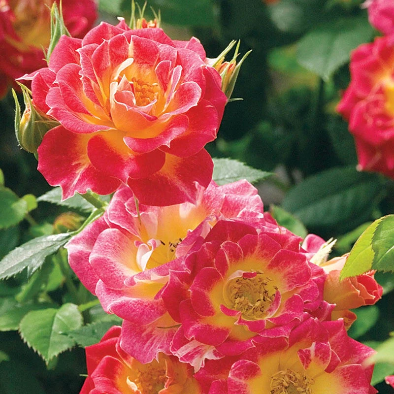 1852-rose-tiddly-winks–1.webp