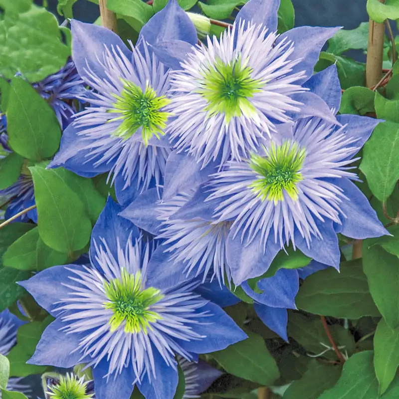 Crystal Fountain Reblooming Clematis