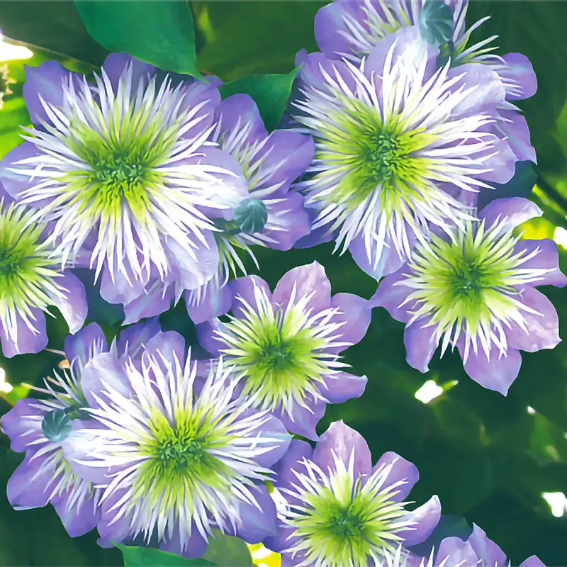 Crystal Fountain Reblooming Clematis