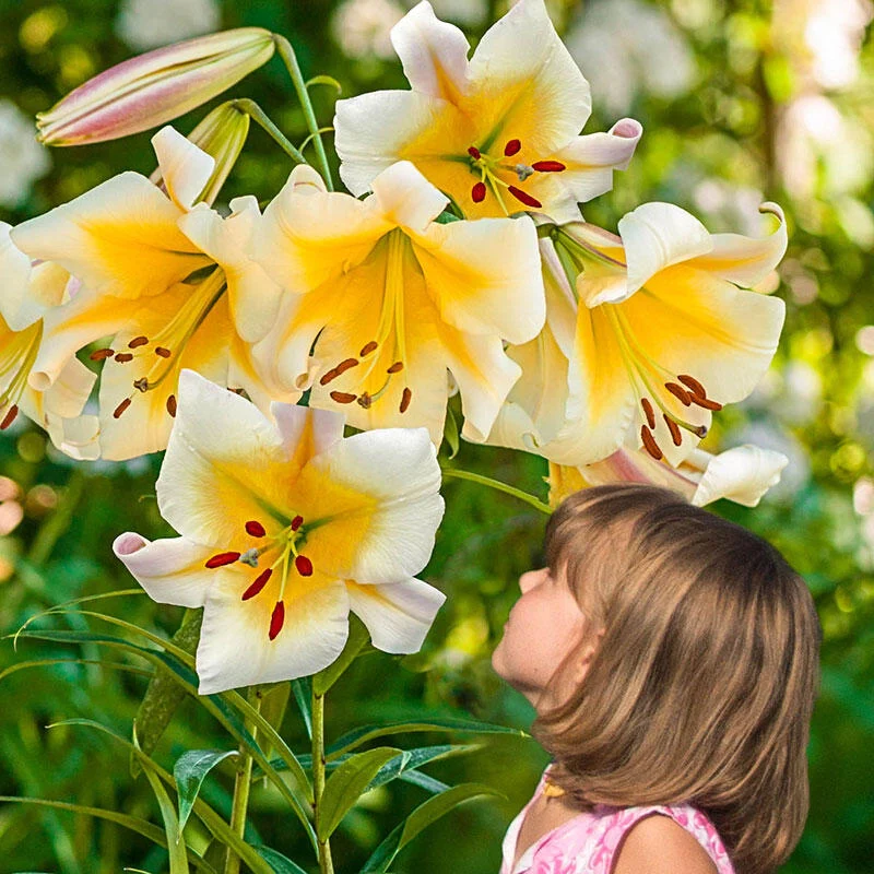 Miss Peculiar Lily TreeÂ®