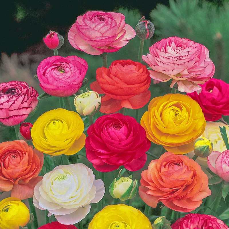 Ranunculus Mixed (Persian Buttercup)