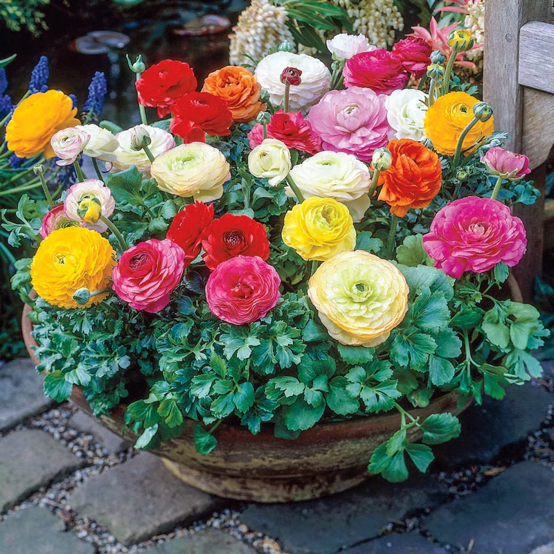 Ranunculus Mixed (Persian Buttercup)