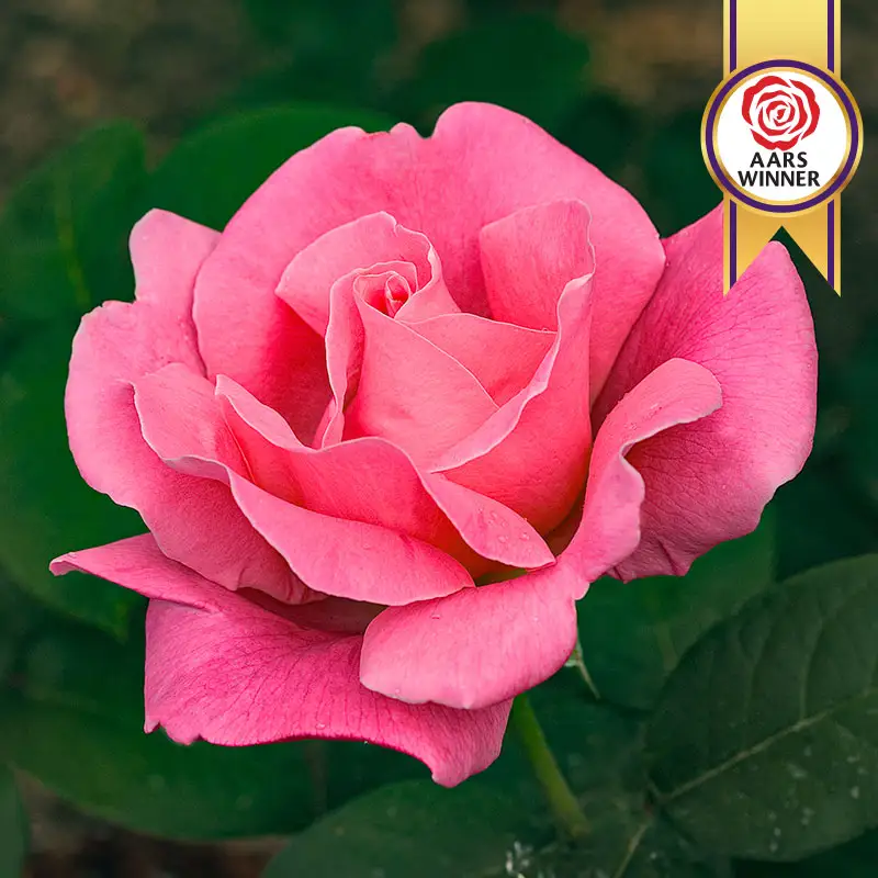 Perfume Delight Hybrid Tea Rose