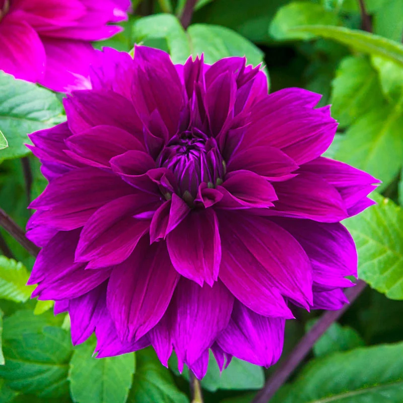 Classic Dinnerplate Dahlia Collection