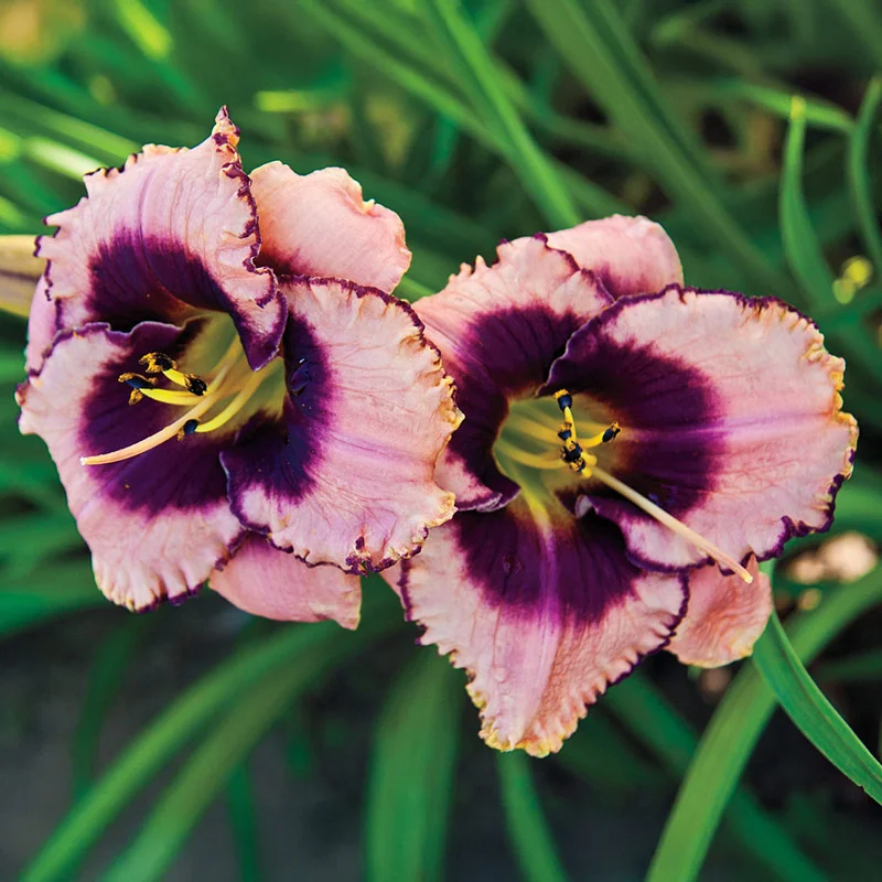 Daring Deception Reblooming Daylily