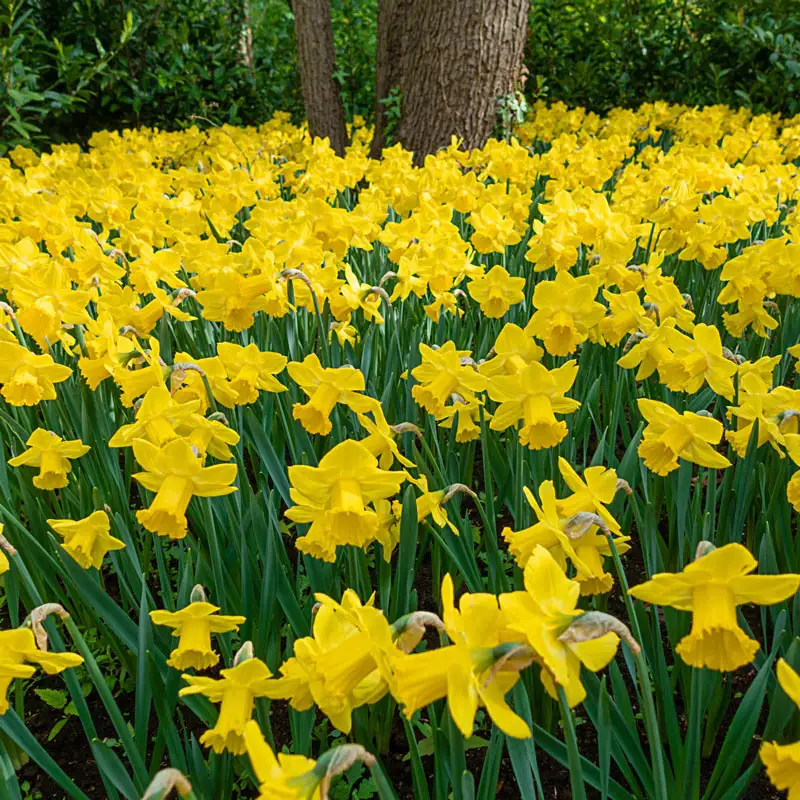Giant Yellow Jonquils for Naturalizing